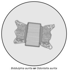 Diatom vector image