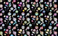 Prismatic flowers and black bacground