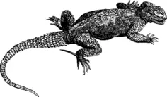 Lizard in black and white