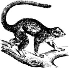 Mongoose lemur