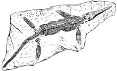 French fossil