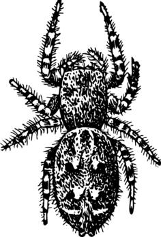 Hairy bug vector image