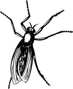 Fly in black color