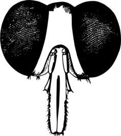 Fly head vector image