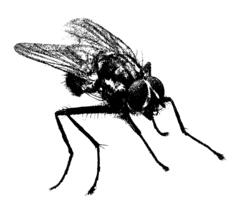Fly vector drawing