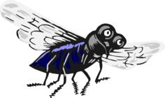 Fly insect vector image