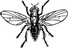 Onion fly vector drawing