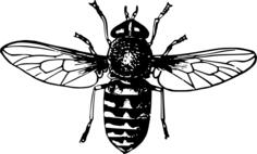 Gadfly vector silhouette