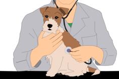Veterinarian with animal