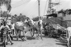 Bovines in the street