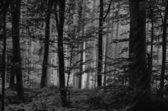 Halftone forest