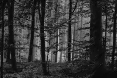 Halftone forest