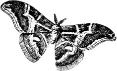 Silkworm as a moth