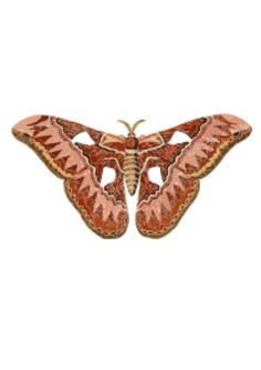 Brownish moth