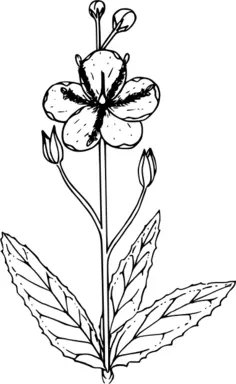 Plant vector illustration