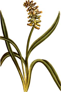 Musk grape hyacinth