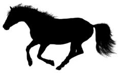Wild galloping horse