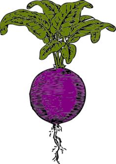 Purple beet