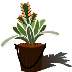 Flowering plant