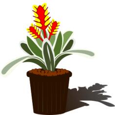 Potted Bromelia vector image