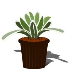 Potted Bromelia