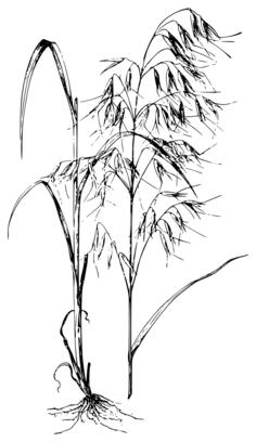 Oats vector silhouette