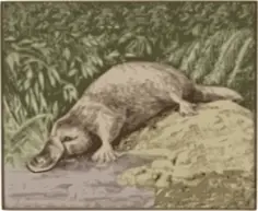 Platypus vector image