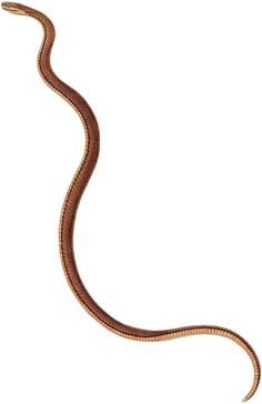 Thin brown snake