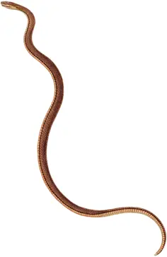 Thin brown snake
