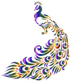 Colorful peacock vector image