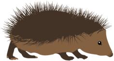 Walking hedgehog
