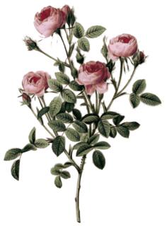 Pale pink rose buds