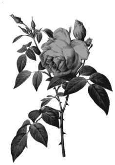 Blossomed botanical flowers
