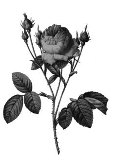 Wild rose buds