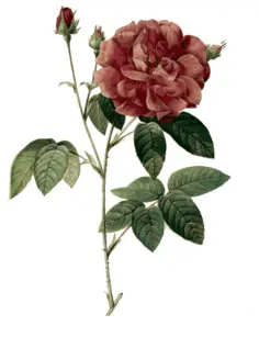 Wild rose in blossom