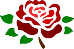 Blossomed deep red rose