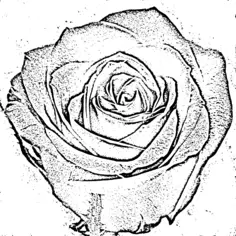 Rose blossom vector image