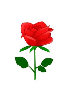 Red rose