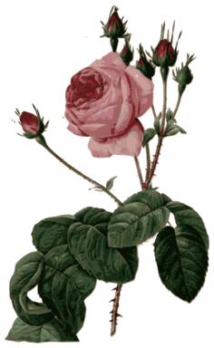 Blossomed pink rose with leaves