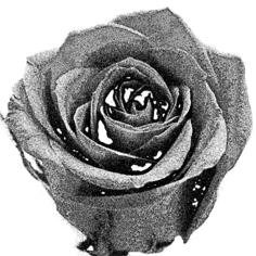 Retro rose image