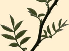 Thorns of rose