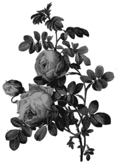 Blossoming roses in gray