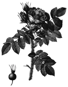 Black and white rosehip and rose flower