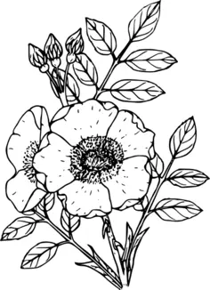 Colorful rose symbol