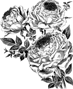 Roses in black and white