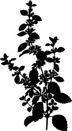 Lemon balm silhouette