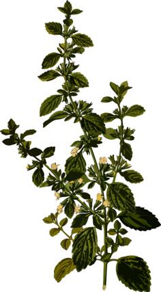 Lemon balm vector image