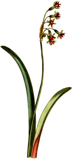 Narcissus vector image