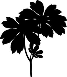 Maple leaves silhouette