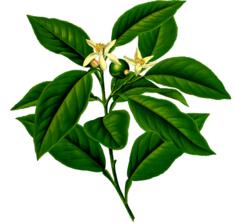 Lemon tree branch